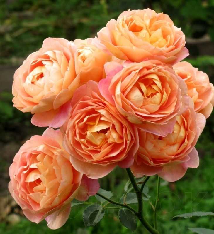 Роза леди оф шалот (lady of shalott): фото, отзывы, описание кустарниковой парковой розы остина, характеристики, выращивание в полутени