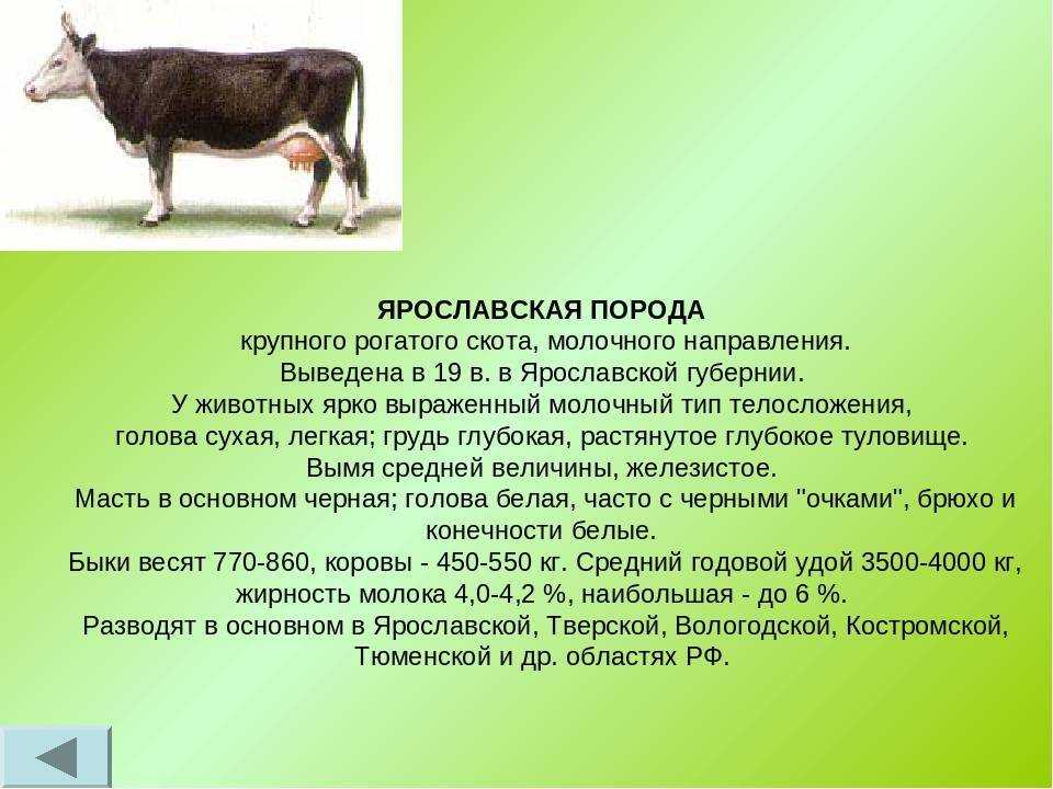 Крупный рогатый скот. молочная и мясная продуктивность крупного рогатого скота