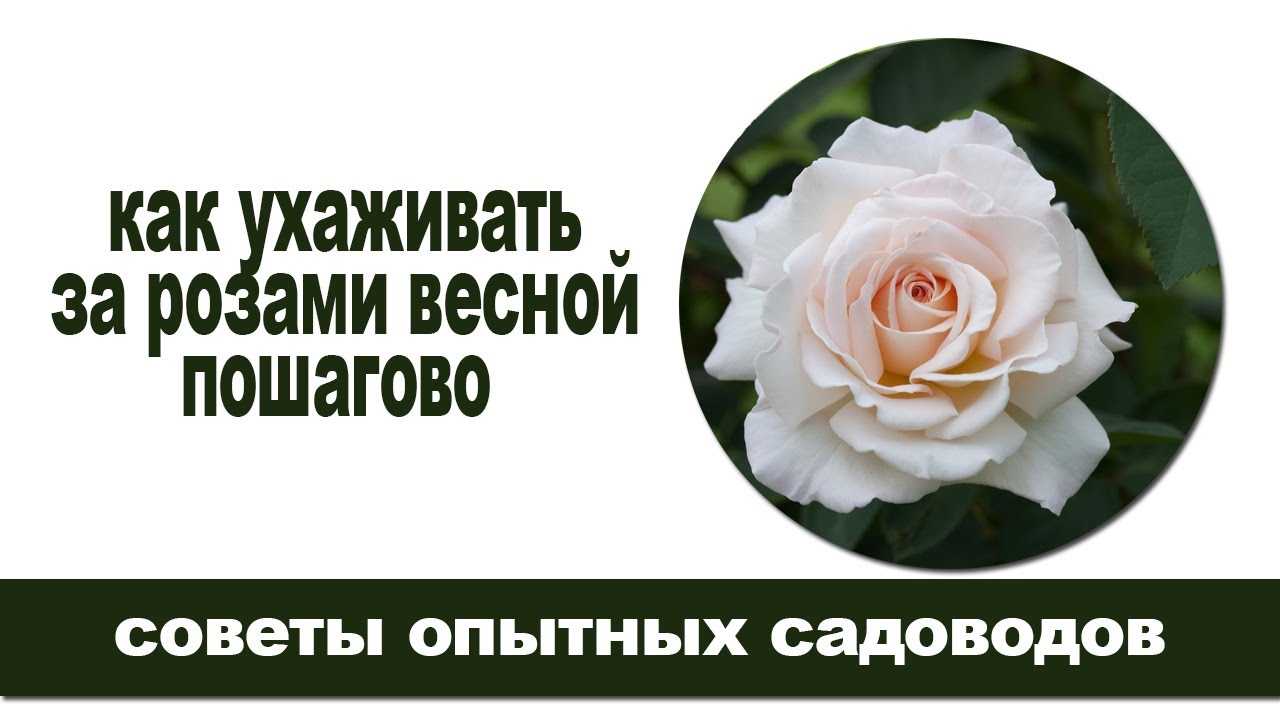 Как часто нужно поливать розы в зависимости от сезона
