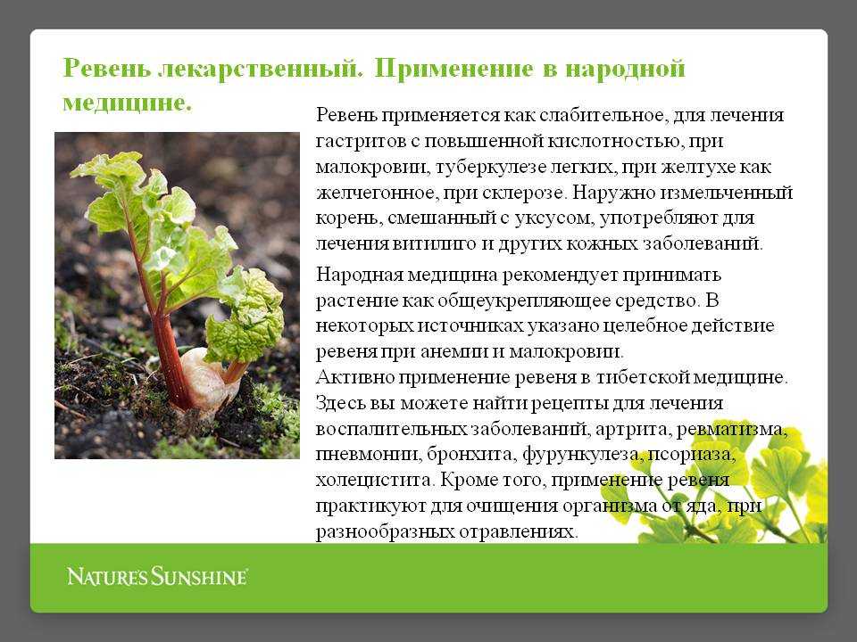 Ревень: что такое, польза и вред для организма, как употреблять в пищу, рецепты приготовления блюд