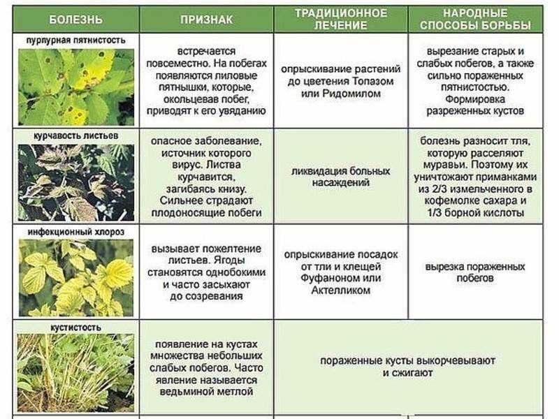 Появилась мучнистая роса на яблоне? как с ней бороться