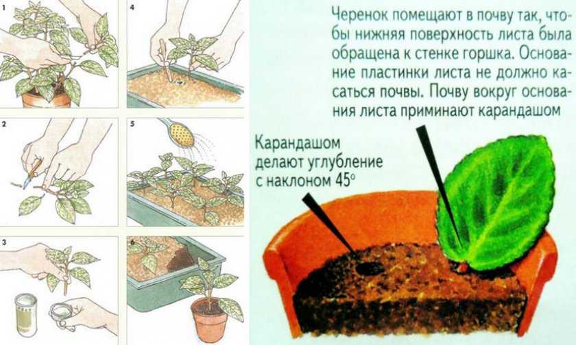 Бегония вечноцветущая: высадка в открытый грунт и уход в домашних условиях