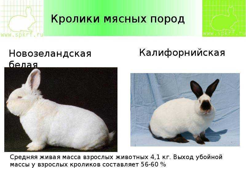 Кролики калифорнийской породы: описание, вес, содержание