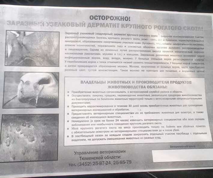 Лечение нодулярного дерматита у крупного рогатого скота