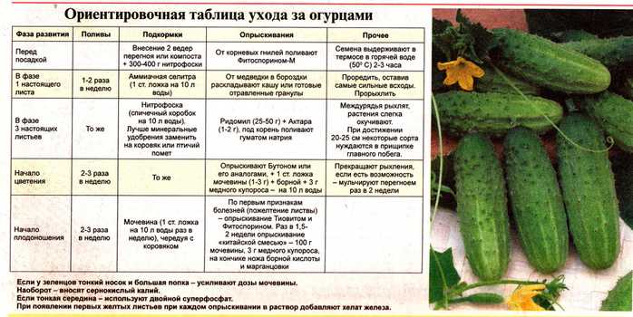 Кабачки выращивание и уход в открытом грунте