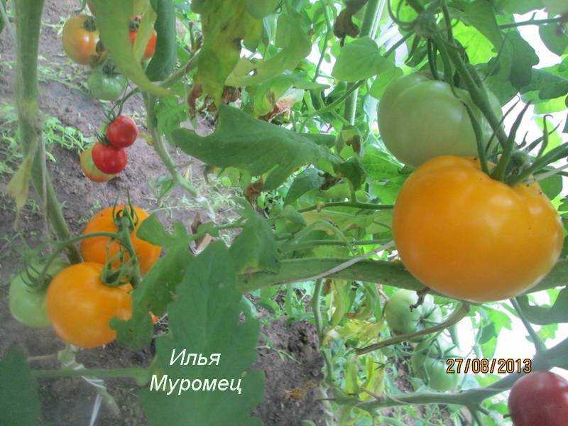Томат илья муромец: характеристика и описание сорта, отзывы тех кто сажал помидоры об их урожайности, фото рассады