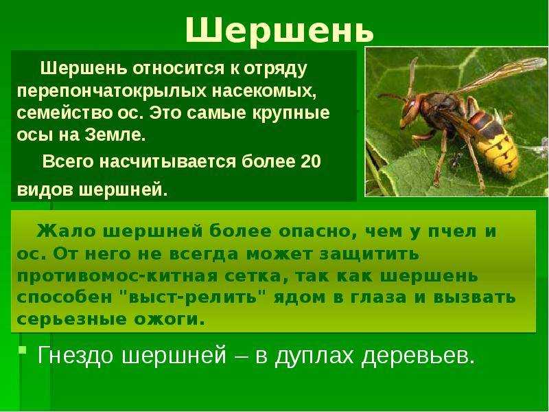Что делать при укусе шершня: если укусил шершень в руку, в ногу, первая помощь
