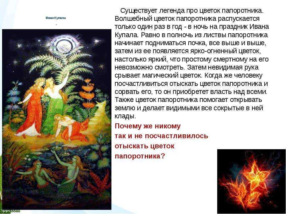 Цветок папоротника: как выглядит, легенды, факты, как найти, что делать