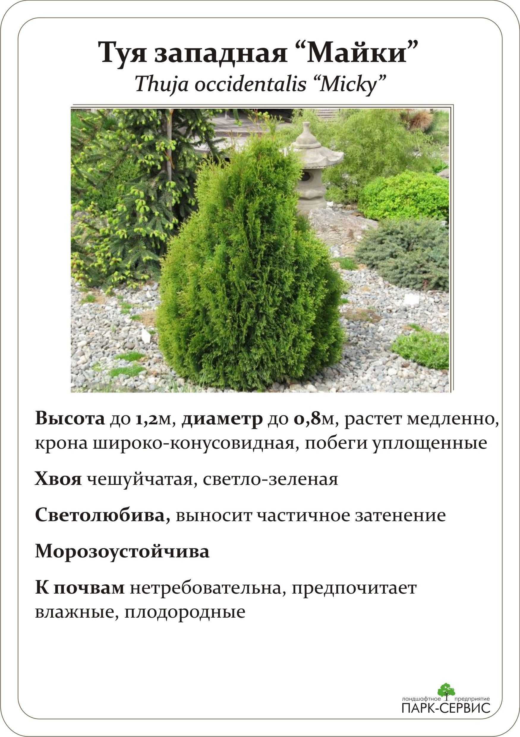 О туе микки западная: описание сорта, как посадить и ухаживать за растением