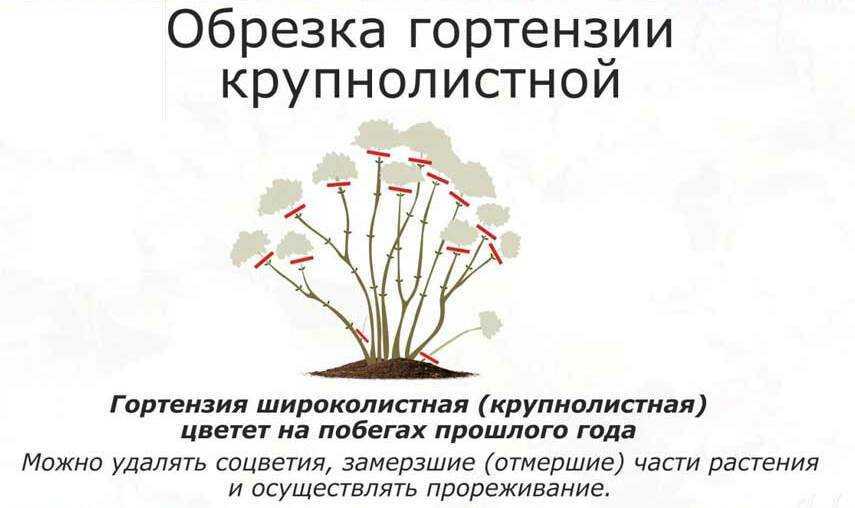 Обрезка комнатной китайской розы (гибискуса): способы и правила