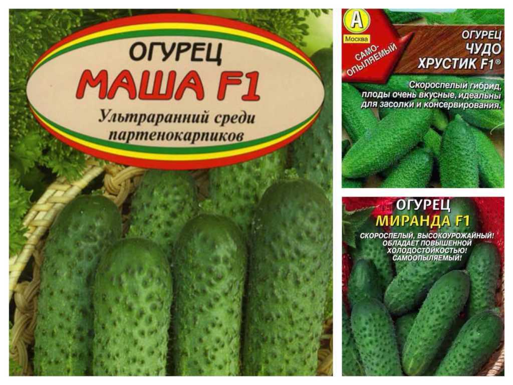 Огурец маша f1: характеристика и описание сорта. сорт огурцов маша: отзывы, фото, урожайность, секреты выращивания