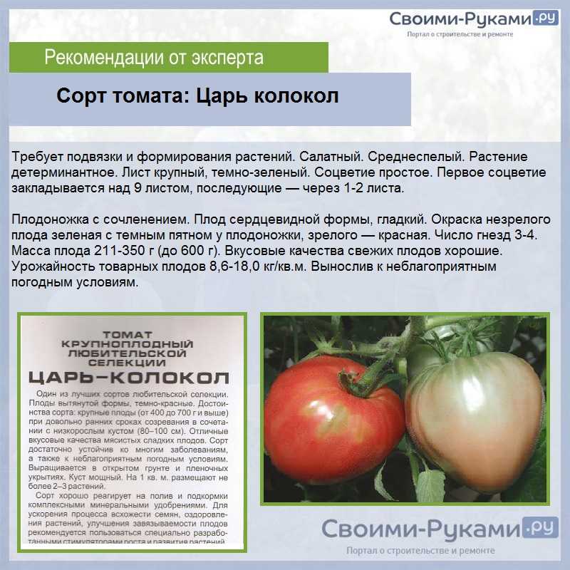 Характерные особенности сорта «палка», которые понравятся каждому дачнику