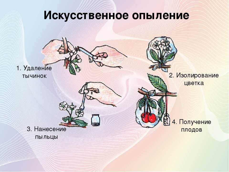 Лучшие сорта груши для подмосковья самоплодные, низкорослые и для северо-запада: описание, отзывы для средней полосы, расстояние между для опыления