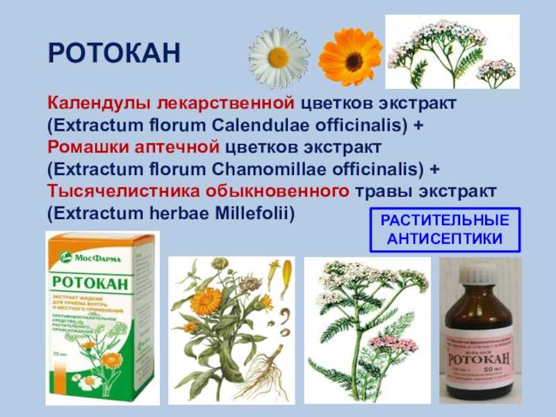Дельфиниум посадка и уход в открытом грунте, сорта многолетнего и однолетнего с фото