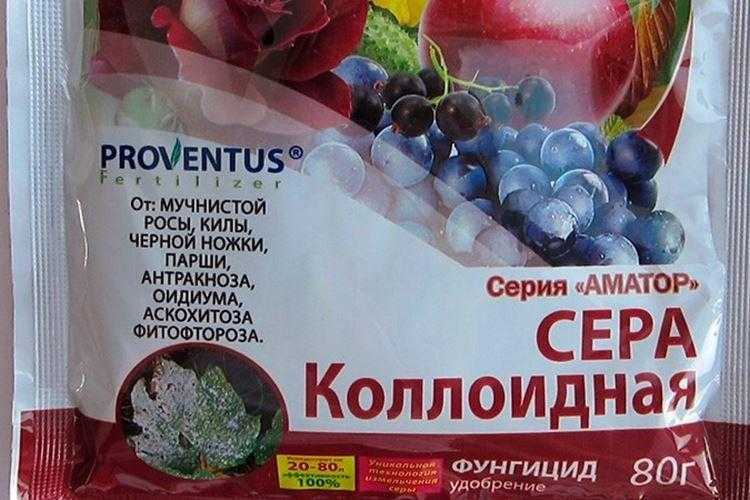 Мучнистая роса на розах: меры борьбы, лечение