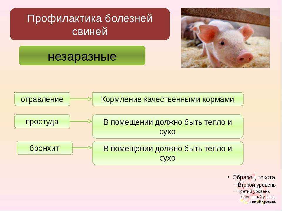 Болезни свиней и мини пигов, опасные для здоровья человека