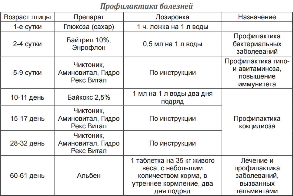 Как отличить утку от селезня