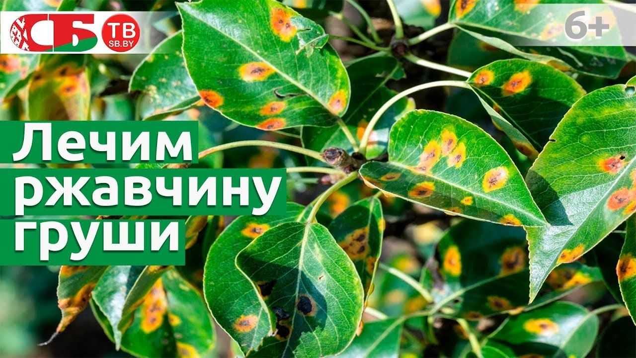 Вредители груши и борьба с ними: фото и описание