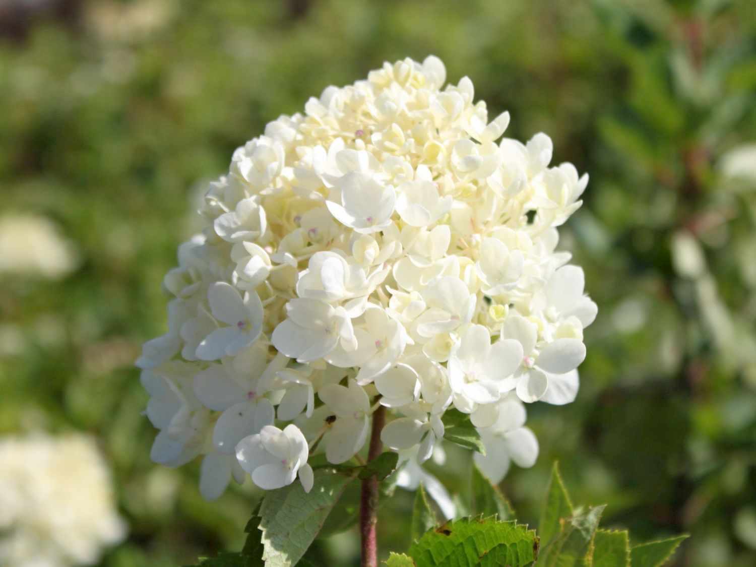 Метельчатая гортензия (70 фото): сорта, правильный уход и выращивание
