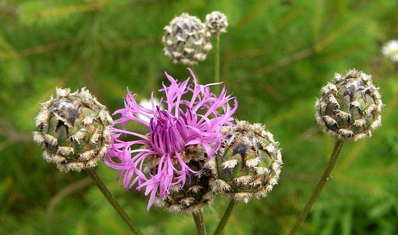 Василек шероховатый. centaurea scabiosa l