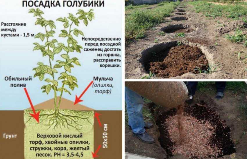 Как избавиться от ненужной малины. что делать с порослью малины? как избавиться от молодой поросли - своими руками на даче - как посеять, сажать, ухаживать за растениями и цветами