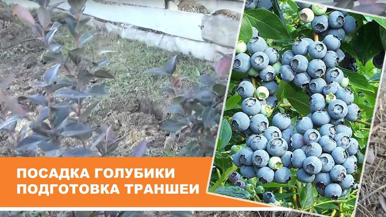 Садовая голубика — посадка и уход за растением; выращивание в открытом грунте