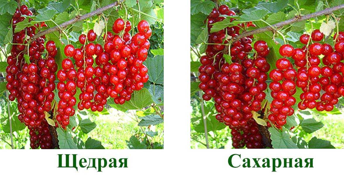 Черная смородина - 19 лучшие сортов для подмосковья, крупноплодные и сладкие, какие лучше посадить красной