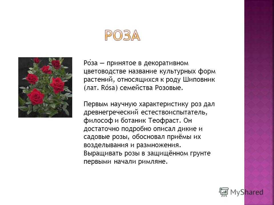 Голландские розы в теплице: выращивание круглый год, посадка, уход