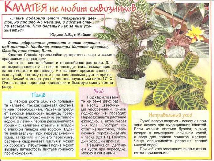 Калатея: описание с фото, уход в домашних условиях, выращивание из семян, посадка, пересадка и размножение, фото