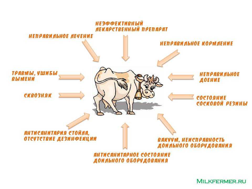 Клоацит у кур — методы лечения и причины возникновения болезни