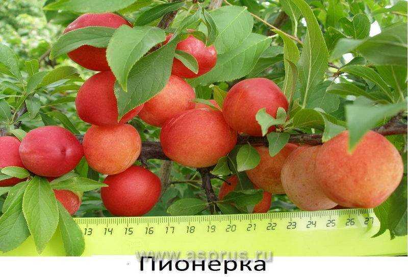 Яблоня пионерка: описание декоративного сорта, правила посадки и ухода, отзывы