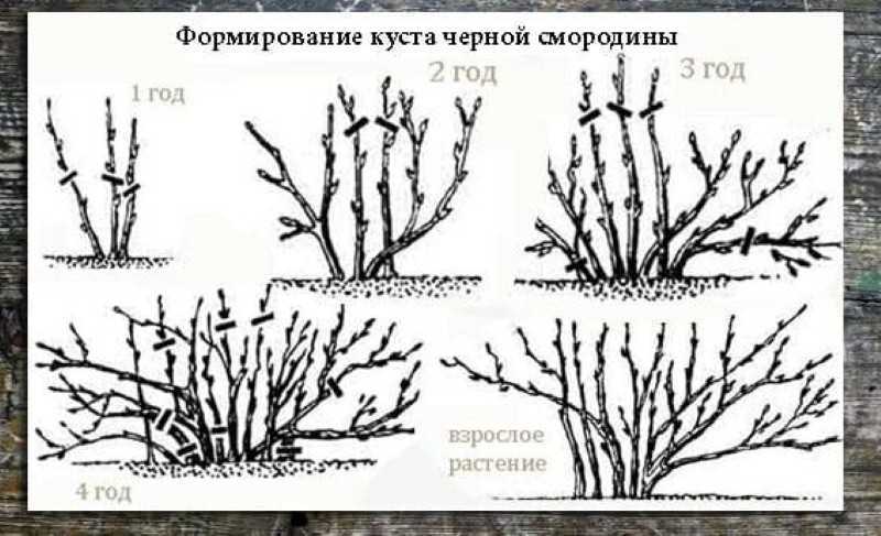 Обрезка смородины: когда и как правильно ее делать,схема