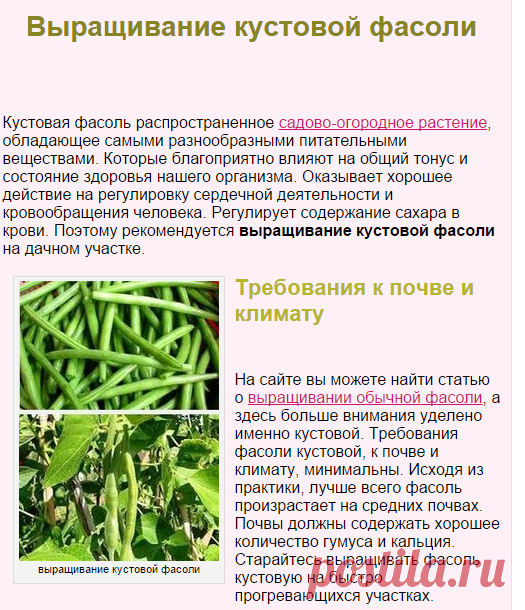 Как правильно выращивать стручковую фасоль в домашних условиях