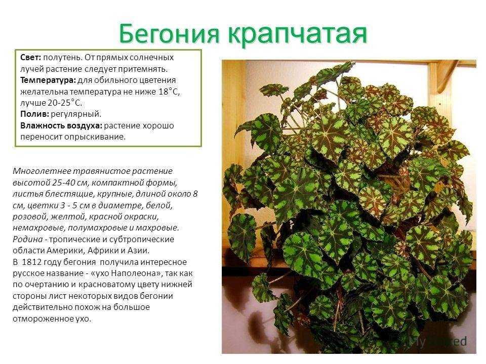 Бегония solenia