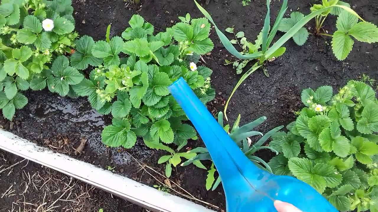 Полив клубники во время цветения и плодоношения, как часто нужно поливать