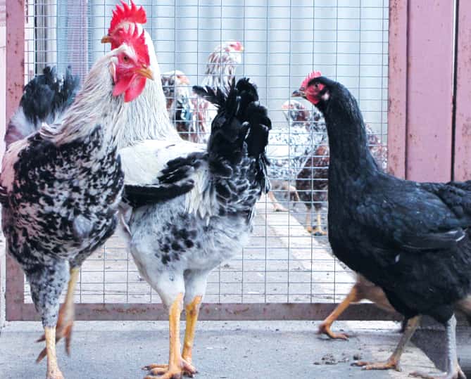 Описание и характеристика юрловской голосистой породы кур