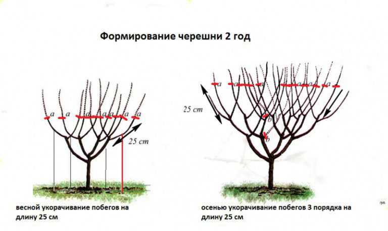 Почему сохнет вишня после цветения: что делать и как спасти дерево