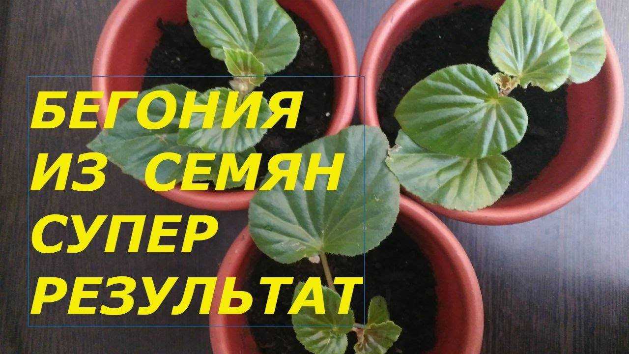 Размножение бегонии в домашних условиях