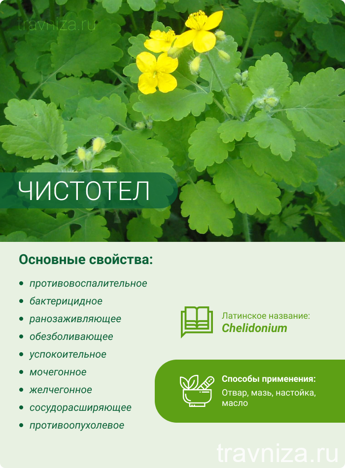 Чистотел и его лечебные свойства. применение, противопоказания и фото чистотела.