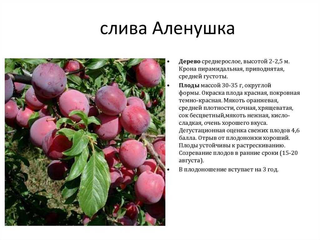 Описание сорта сливы евразия, выращивание и уход, опылители