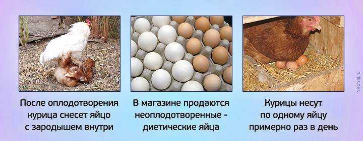 Почему курицы перестали нестись и как это исправить?
почему курицы перестали нестись и как это исправить?
