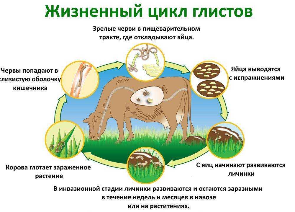 О паразитах в свинине