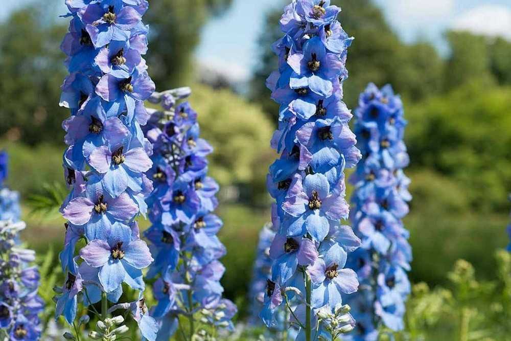 Дельфиниум (70 фото): сорта, правильный уход и выращивание
