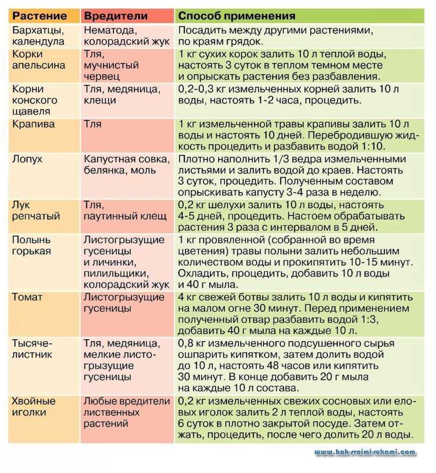 Черная тля на вишне — как бороться народными средствами