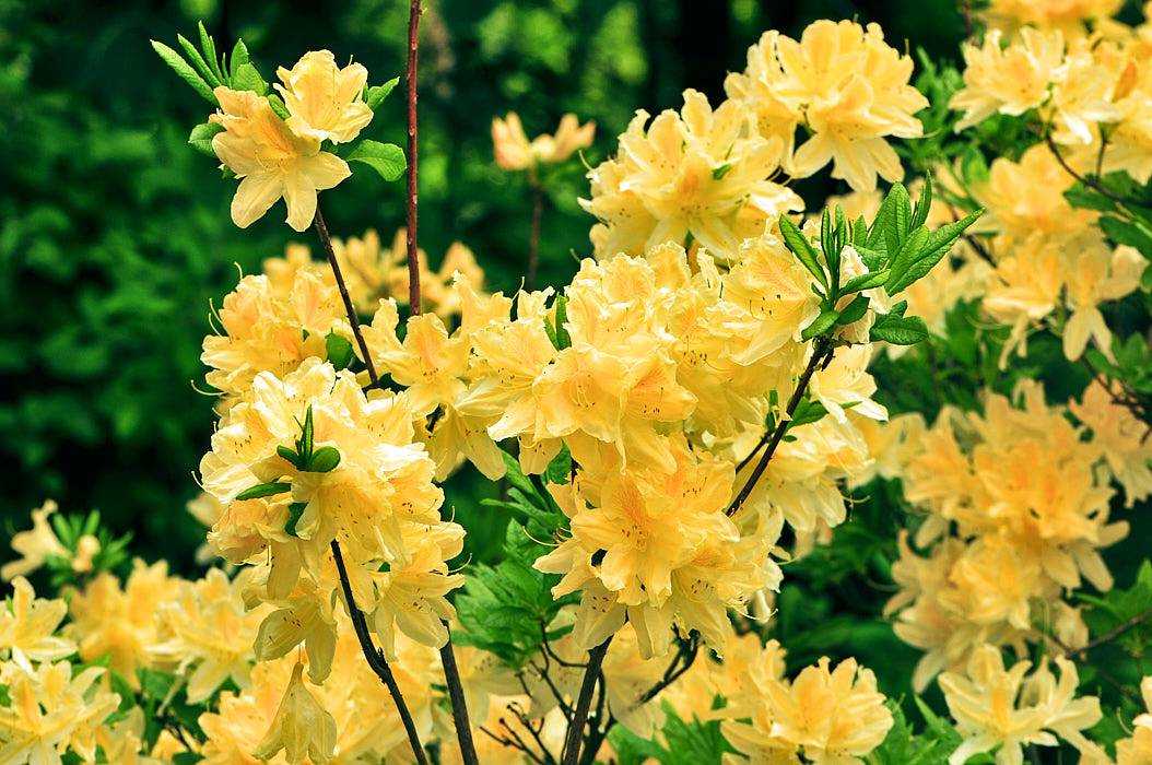 How to grow & care for azaleas | horticulture.co.uk