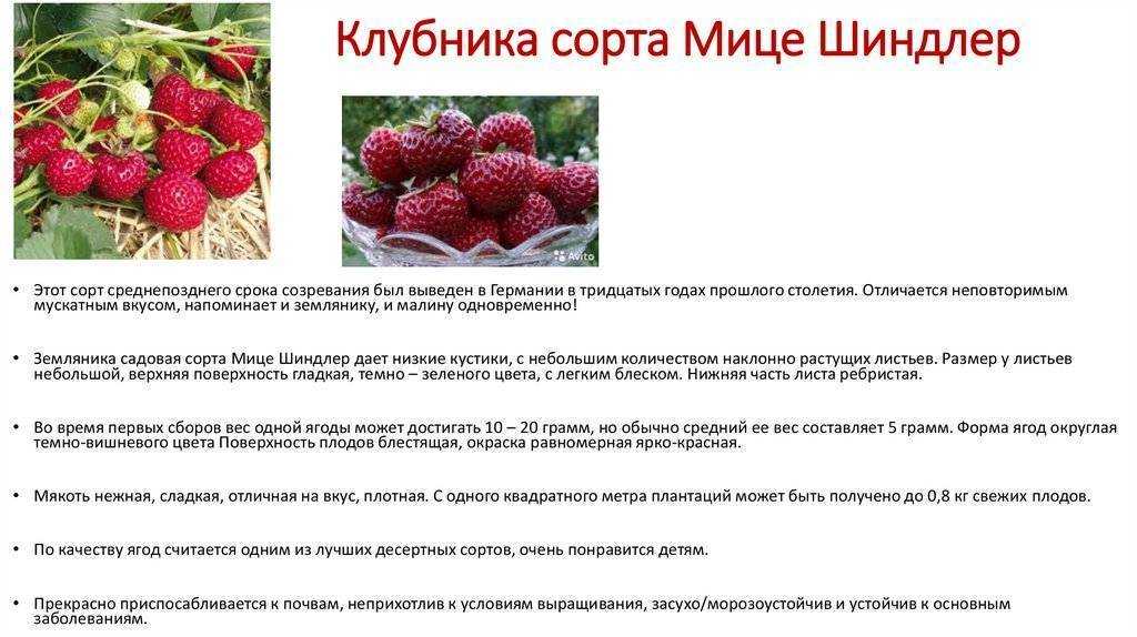 О клубнике Мице Шиндлер: описание сорта, агротехника посадки и выращивания