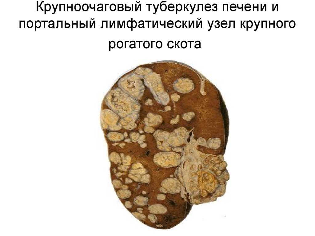 Туберкулез крупного рогатого скота: принципы профилактики 2021