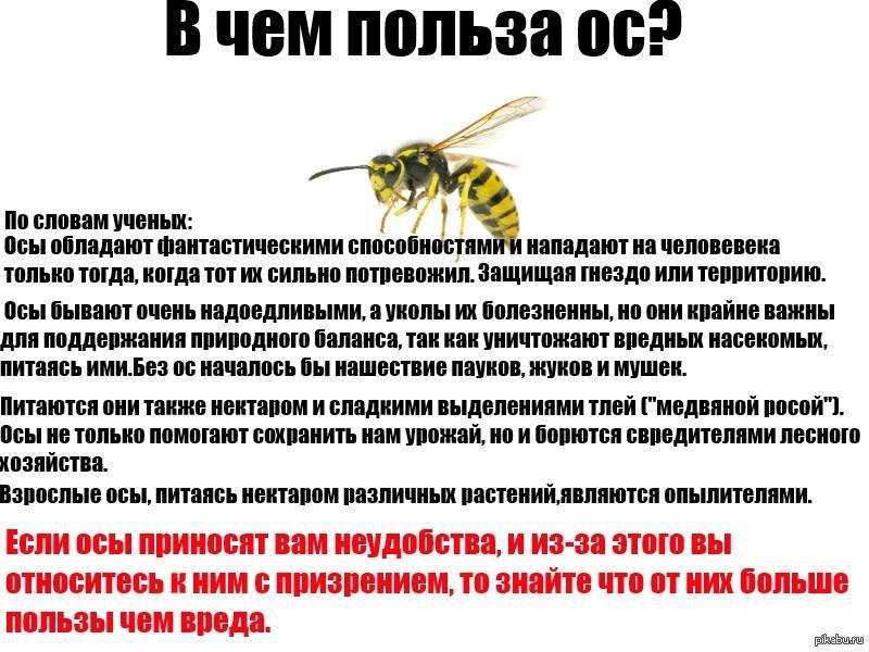 Чего боятся осы: все способы отпугнуть опасных насекомых