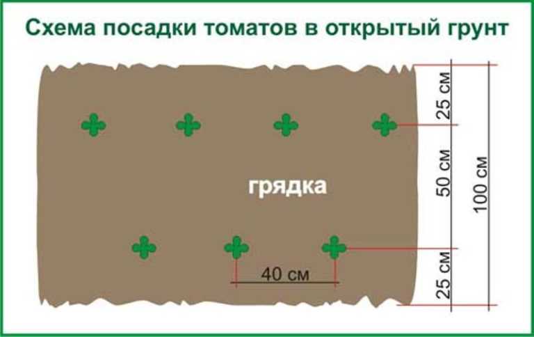 Посадка рассады помидор в открытый грунт в 2023 году: благоприятные дни