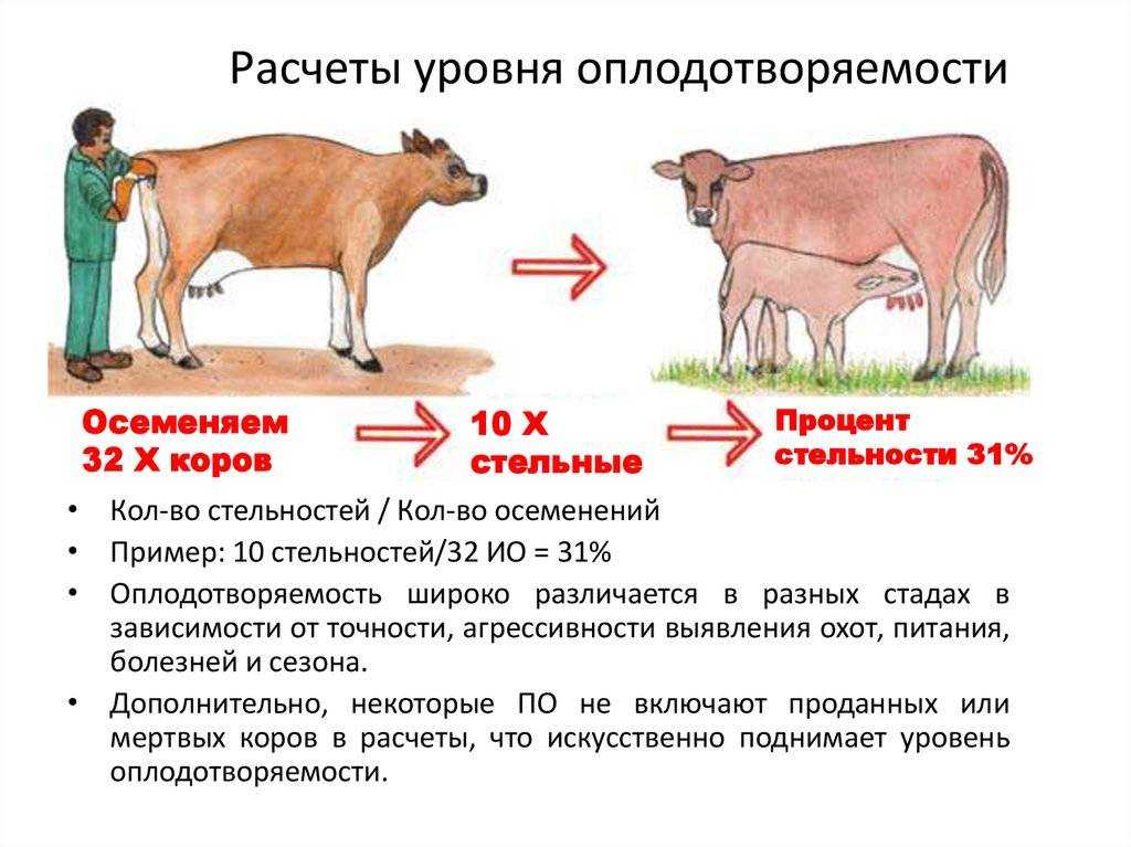 Корова пришла в охоту: определяем начало